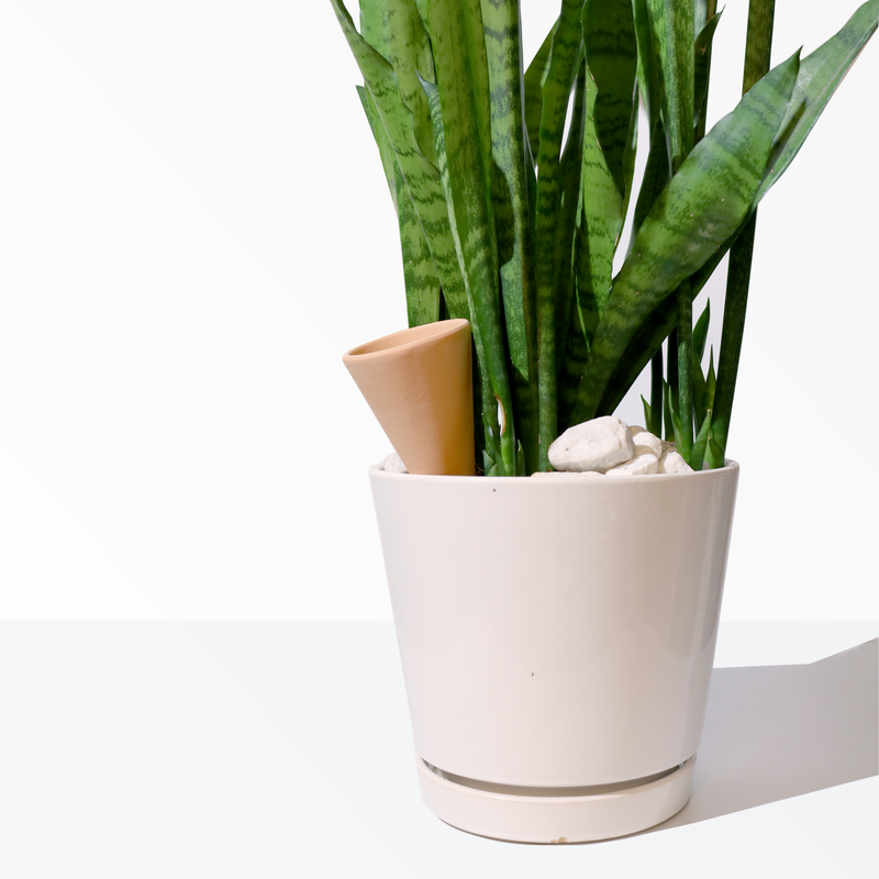 cono succulent Cono Botanical Hydration System – Holistic Hair Tribe